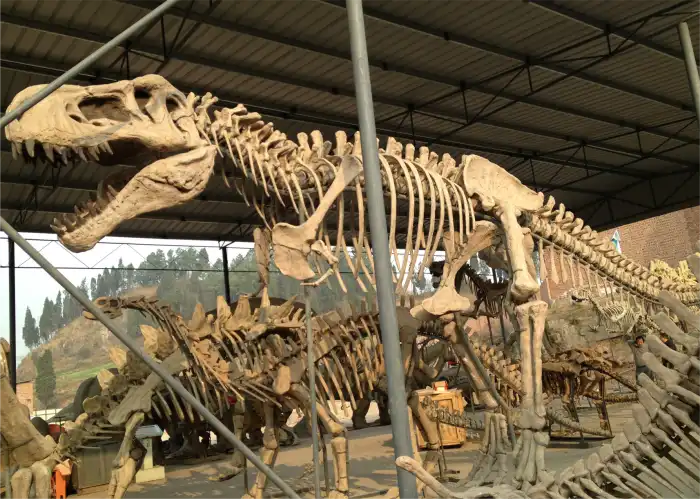 museum-grade fossil replicas supplier
