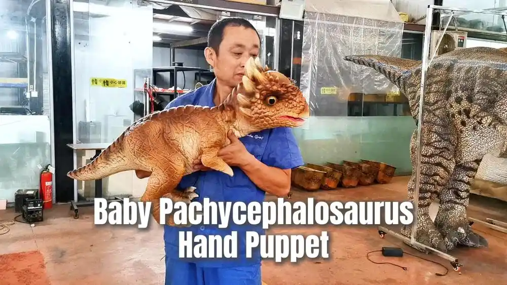 dinosaur hand puppet for schools and educational programs - Baby Pachycephalosaurus