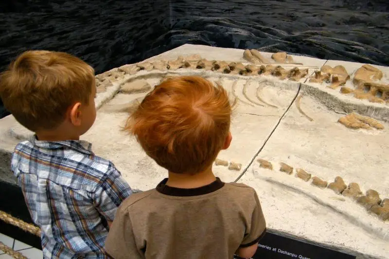Two children observing a fossil display at child-eye level, demonstrating the importance of designing a museum exhibit with accessible sightlines for different ages.